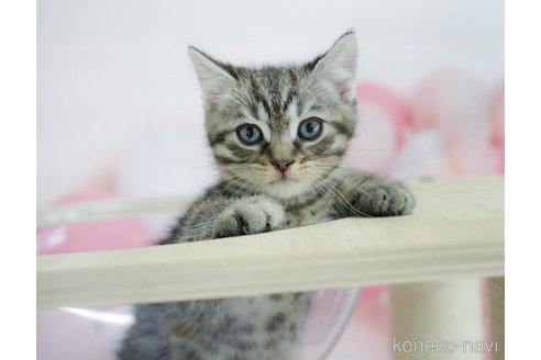 販売中の千葉県のマンチカン-116773の4枚目